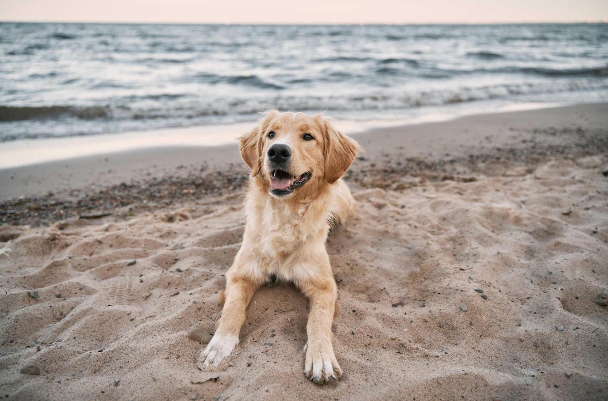 Seehund An Der Seebruecke زنغست المظهر الخارجي الصورة